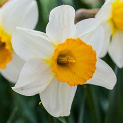 Narciso trompeta 'Barret Browning'